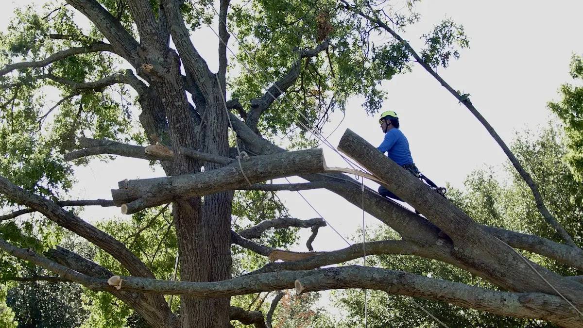 Professional Crown Thinning performed by certified arborists in Rochester Mills