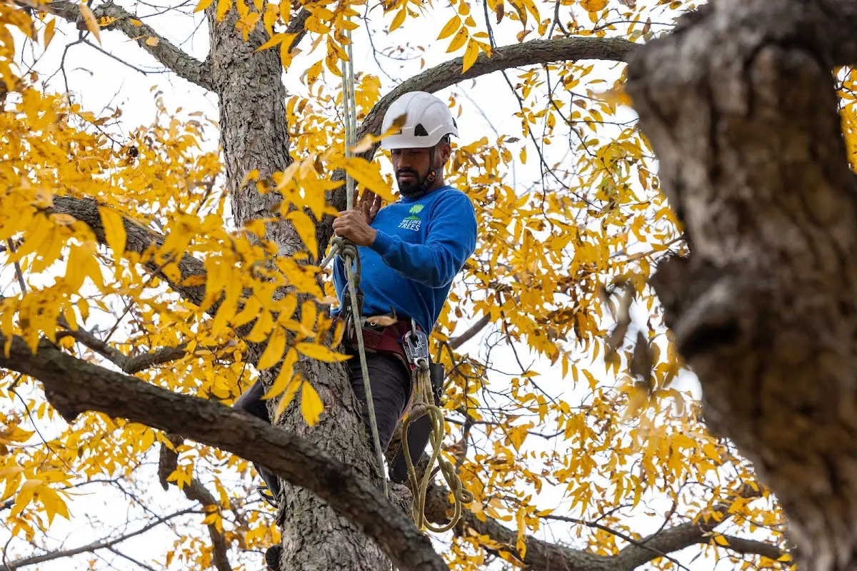 Skilled Tree Pruning crew working in Rochester Mills